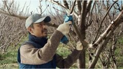 Bosch Pro Pruner Akülü Bahçe Makası (Akü ve Şarj Cihazı Dahil Değildir) - 06019K1020